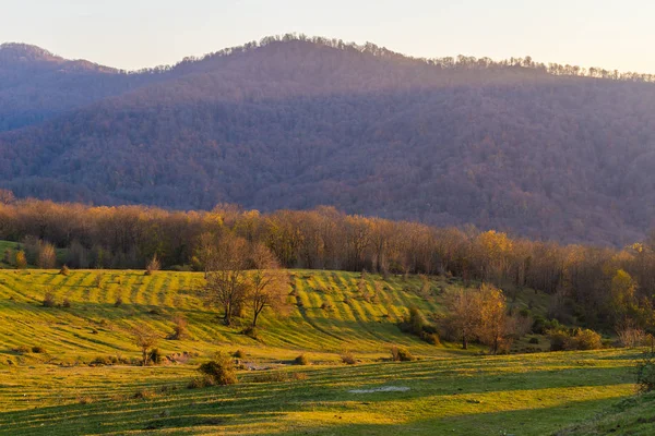 dağ orman manzarası
