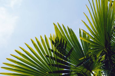 Mavi gökyüzüne karşı palmiye ağaçları, tropikal sahilde palmiye ağaçları, eski moda ve stil, hindistan cevizi ağacı, yaz ağacı, retro