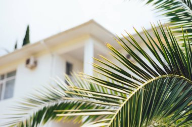 Yaz tatillerini beyaz bulanık villa arka plan ile palmiye ağaçları, vintage yaz