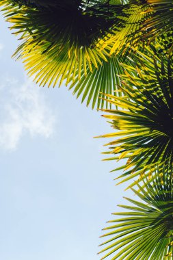 Mavi gökyüzüne karşı palmiye ağaçları, tropikal sahilde palmiye ağaçları, eski moda ve stil, hindistan cevizi ağacı, yaz ağacı, retro