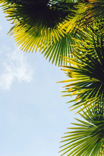 Mavi gökyüzüne karşı palmiye ağaçları, tropikal sahilde palmiye ağaçları, eski moda ve stil, hindistan cevizi ağacı, yaz ağacı, retro