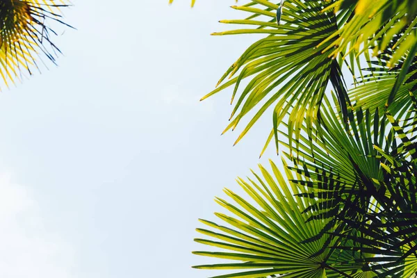 Palmeiras contra céu azul, Palmeiras na costa tropical, vintage tonificado e estilizado, coqueiro, árvore de verão, retro — Fotografia de Stock