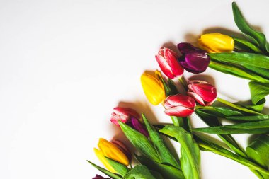 Üç değişik çiçek Lale beyaz bir arka plan üzerinde yalan