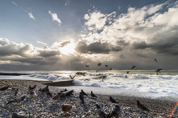 Pigeons feed on a stone beach in stormy weather, at sunset, seagulls fly over the beach — Stock Photo, Image