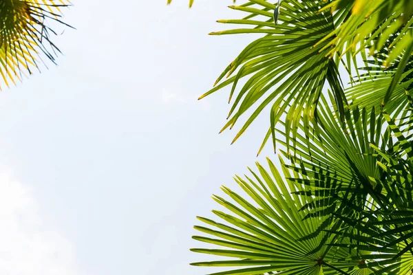 Palmeiras contra céu azul, Palmeiras na costa tropical, coqueiro, árvore de verão — Fotografia de Stock