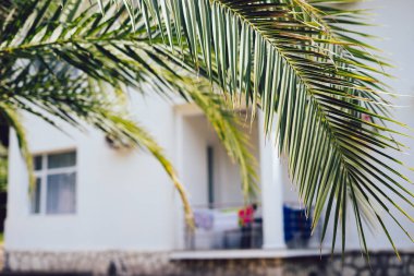 Palmiye ağaçları ve beyaz lüks villa, güneşli vintage ile tropikal tatil yaz