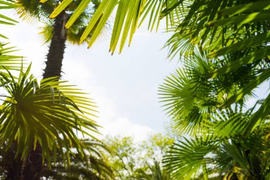 Mavi gökyüzü karşı palmiyeler, tropik sahil, Hindistan cevizi ağacı, yaz ağaç palmiyeler 