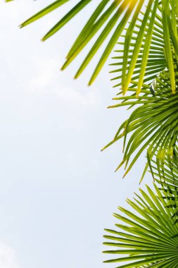 Mavi gökyüzüne karşı palmiye ağaçları, tropikal sahilde palmiye ağaçları, eski moda ve stil, hindistan cevizi ağacı, yaz ağacı, retro