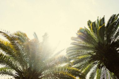 Mavi gökyüzüne karşı palmiye ağaçları, tropikal sahilde palmiye ağaçları, eski moda ve stil, hindistan cevizi ağacı, yaz ağacı, retro