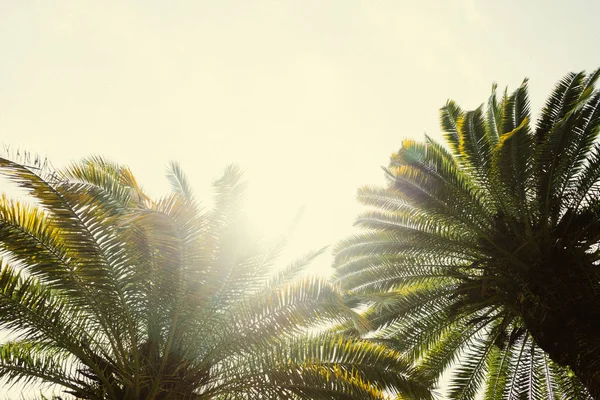 Mavi gökyüzüne karşı palmiye ağaçları, tropikal sahilde palmiye ağaçları, eski moda ve stil, hindistan cevizi ağacı, yaz ağacı, retro