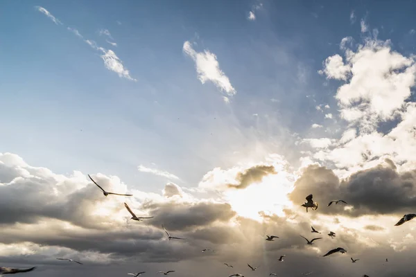 sea beach, beautiful cloudy sky, sun, sea