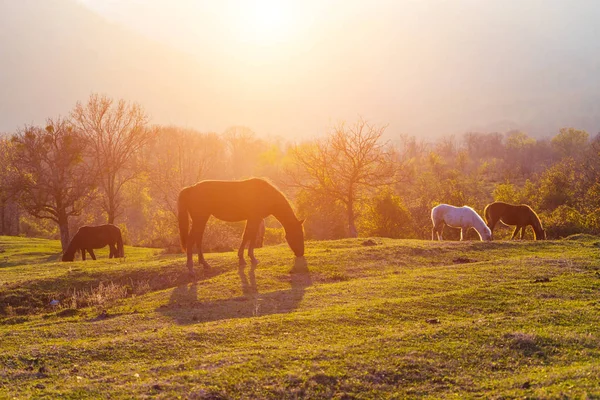 bir gün batımı arka planda bir tepede küçük bir at sürüsü grazes