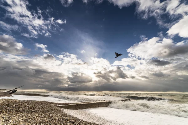 A stone beach in stormy weather over which a dove flies — Stock Photo, Image