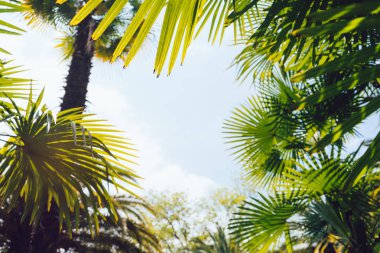 Mavi gökyüzüne karşı palmiye ağaçları, tropikal sahilde palmiye ağaçları, eski moda ve stil, hindistan cevizi ağacı, yaz ağacı, retro