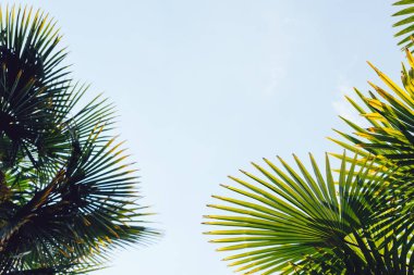 Mavi gökyüzüne karşı palmiye ağaçları, tropikal sahilde palmiye ağaçları, eski moda ve stil, hindistan cevizi ağacı, yaz ağacı, retro
