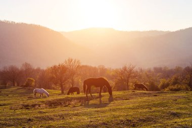 küçük bir at sürüsü ormanlık tepeler fonunda grazes