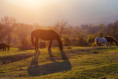 küçük atlar günbatımı arka planı tepelerde otlatma sürüsü