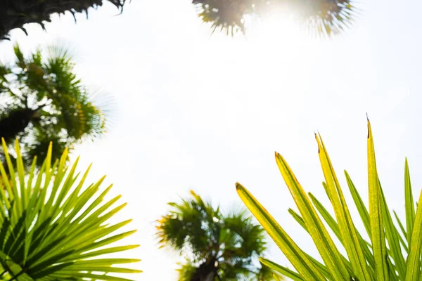 Palmiers contre le ciel bleu, Palmiers sur la côte tropicale, tonique et stylisé vintage, cocotier, arbre d'été, rétro — Photo