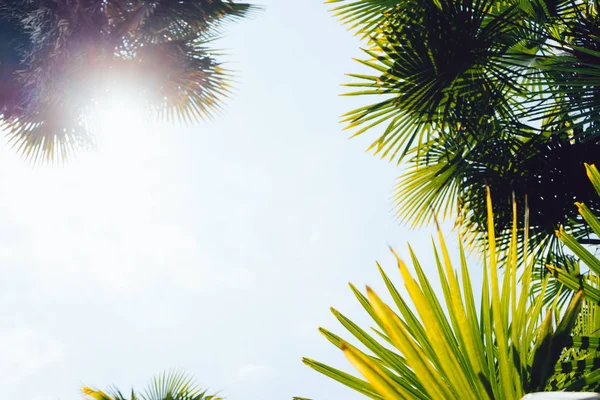 Palmiers contre le ciel bleu, Palmiers sur la côte tropicale, tonique et stylisé vintage, cocotier, arbre d'été, rétro — Photo