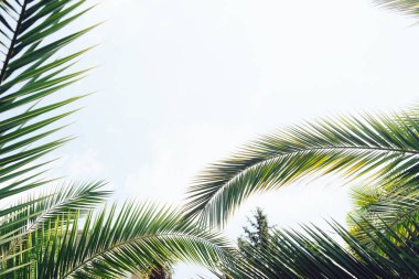 Mavi gökyüzüne karşı palmiye ağaçları, tropikal sahilde palmiye ağaçları, eski moda ve stil, hindistan cevizi ağacı, yaz ağacı, retro