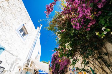 Eski şehrin sokaklarında Alaçatı, Çeşme, çiçek