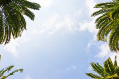 Mavi gökyüzüne karşı palmiye ağaçları, tropikal sahilde palmiye ağaçları, eski moda ve stil, hindistan cevizi ağacı, yaz ağacı, retro