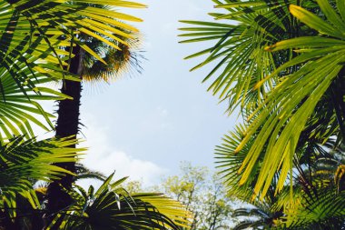 Mavi gökyüzüne karşı palmiye ağaçları, tropikal sahilde palmiye ağaçları, eski moda ve stil, hindistan cevizi ağacı, yaz ağacı, retro