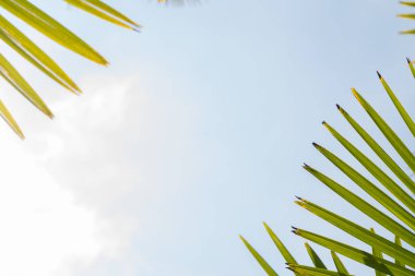 Mavi gökyüzüne karşı palmiye ağaçları, tropikal sahilde palmiye ağaçları, eski moda ve stil, hindistan cevizi ağacı, yaz ağacı, retro