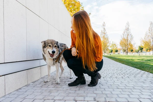 turuncu bir kazak, bir kız köpeğini çömelmiş. Kızıl saçlı kız, güzel büyük köpek, mavi gökyüzü güneşli hava