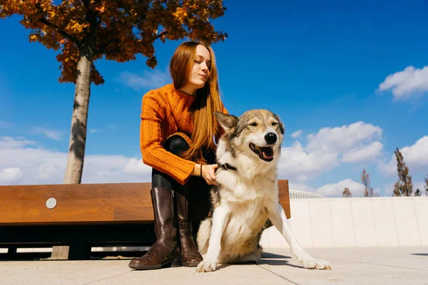 Güzel bir kız bir turuncu kazaklı parkta bir bankta oturur ve onu köpeğe benziyor. Mavi güzel gökyüzü, güneşli sonbahar günü, sıcak hava.