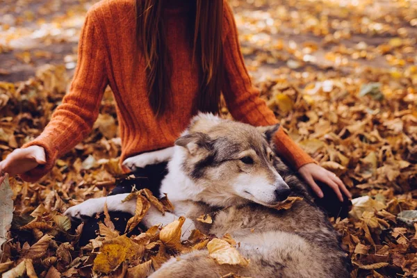 En flicka i fashionabla orange tröja sitter i fallna höstlöv tillsammans med sin stora hund — Stockfoto