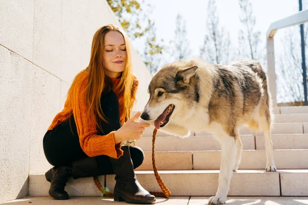 şık kazaklı uzun saçlı Kızıl saçlı kız büyük gri köpeğiyle oynuyor