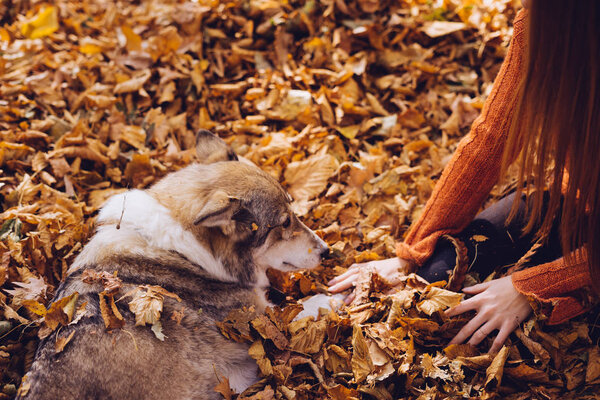 a young active girl walks with her big dog in the park, in a pile of autumnal fallen leaves