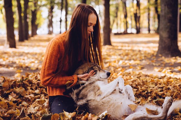 a young red-haired girl is walking with her big gray dog in the park, in a pile of autumnal fallen leaves