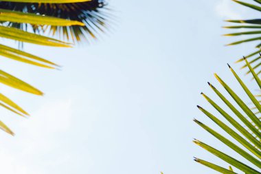 Mavi gökyüzüne karşı palmiye ağaçları, tropikal sahilde palmiye ağaçları, eski moda ve stil, hindistan cevizi ağacı, yaz ağacı, retro