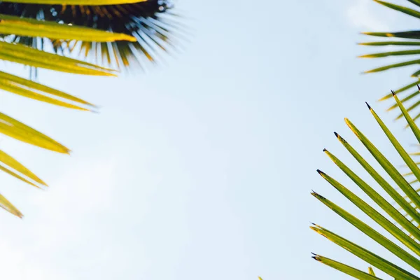 Palmeras contra el cielo azul, Palmeras en la costa tropical, vintage tonificado y estilizado, cocotero, árbol de verano, retro — Foto de Stock
