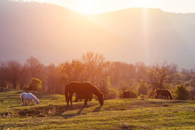 Üzerinde yeşil bir glade atları otlatmak, yüksek dağlar ve yükselen güneş fonunda