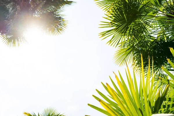 Pálmafák a kék ég ellen, pálmafák a trópusi tengerparton, vintage tónusú és stilizált, kókuszfa, nyári fa, retro — Stock Fotó