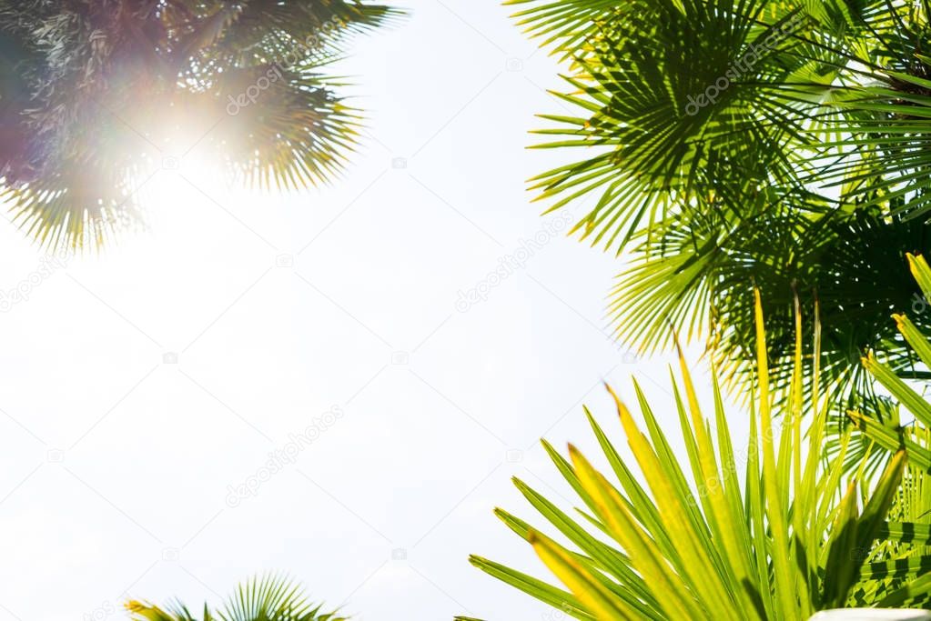 Palm trees against blue sky, Palm trees at tropical coast, vintage toned and stylized, coconut tree,summer tree ,retro