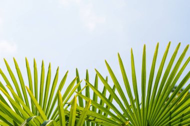 Mavi gökyüzüne karşı palmiye ağaçları, tropikal sahilde palmiye ağaçları, eski moda ve stil, hindistan cevizi ağacı, yaz ağacı, retro