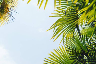 Mavi gökyüzüne karşı palmiye ağaçları, tropikal sahilde palmiye ağaçları, eski moda ve stil, hindistan cevizi ağacı, yaz ağacı, retro