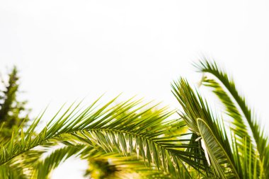 Mavi gökyüzüne karşı palmiye ağaçları, tropikal sahilde palmiye ağaçları, eski moda ve stil, hindistan cevizi ağacı, yaz ağacı, retro