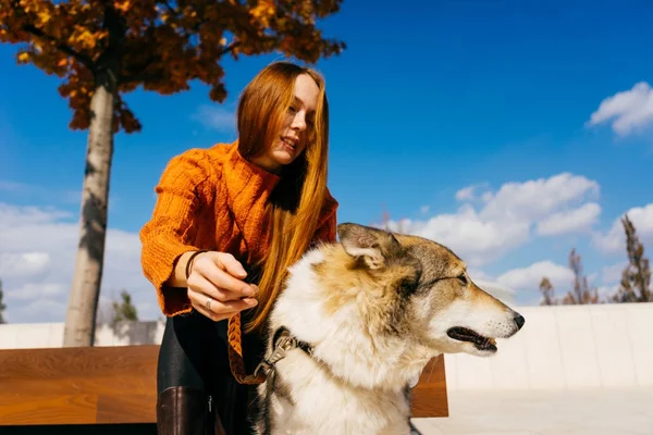 trendy bir turuncu kazaklı genç güzel kızıl saçlı kız büyük köpeğini Park ile yürüyor