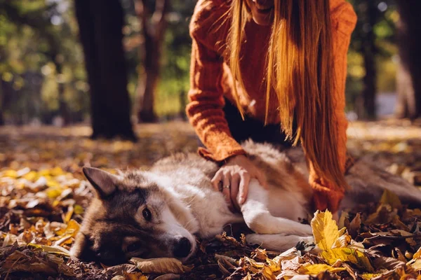 Jovem bela menina ruiva em uma camisola laranja na moda está andando com seu cão no parque, em torno de outono folhas caídas — Fotografia de Stock