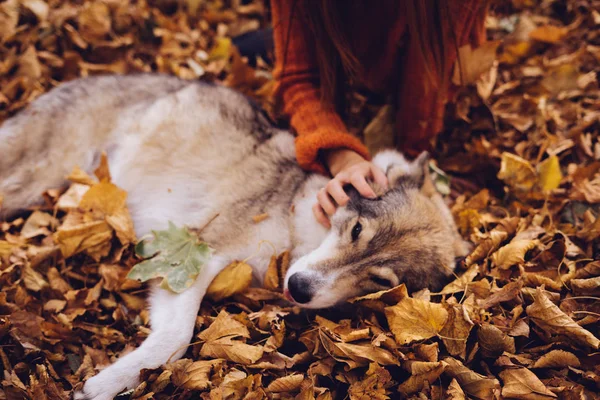 En flicka i en höst park ligger i lövverket med sin hund — Stockfoto