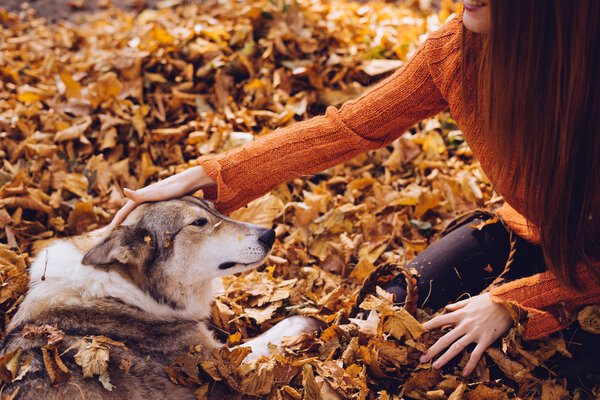 a girl in the autumn foliage stroking her dog