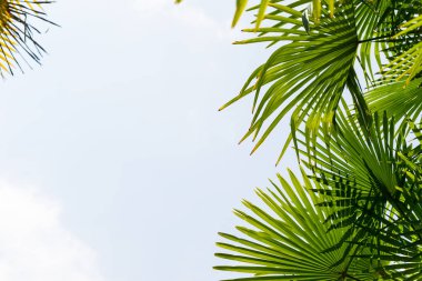 Mavi gökyüzüne karşı palmiye ağaçları, tropikal sahilde palmiye ağaçları, eski moda ve stil, hindistan cevizi ağacı, yaz ağacı, retro