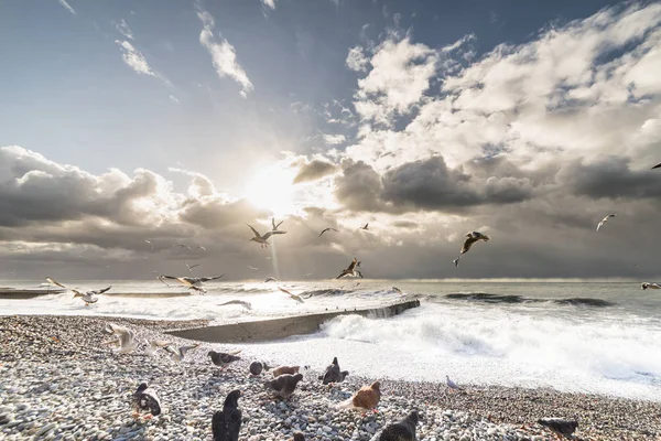 Near a rocky beach the ocean is raging, birds fly against the background of gray clouds — Stock Photo, Image