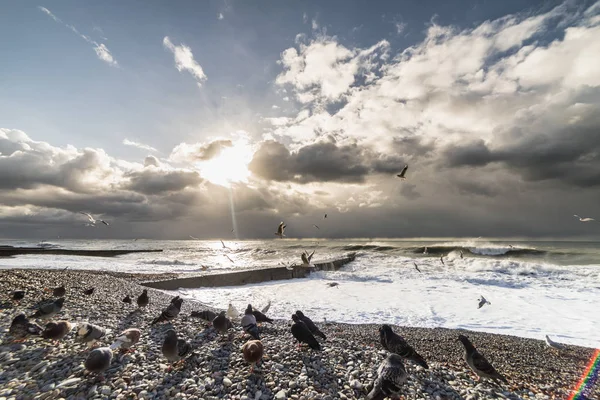 Costa del mar, naturaleza salvaje, el sol se escondió detrás de las nubes. cielo nublado. las aves están sentadas en la orilla del mar —  Fotos de Stock