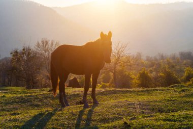 Yeşil çimenlerin üzerine dağlar, arkasında bir at standları şafak